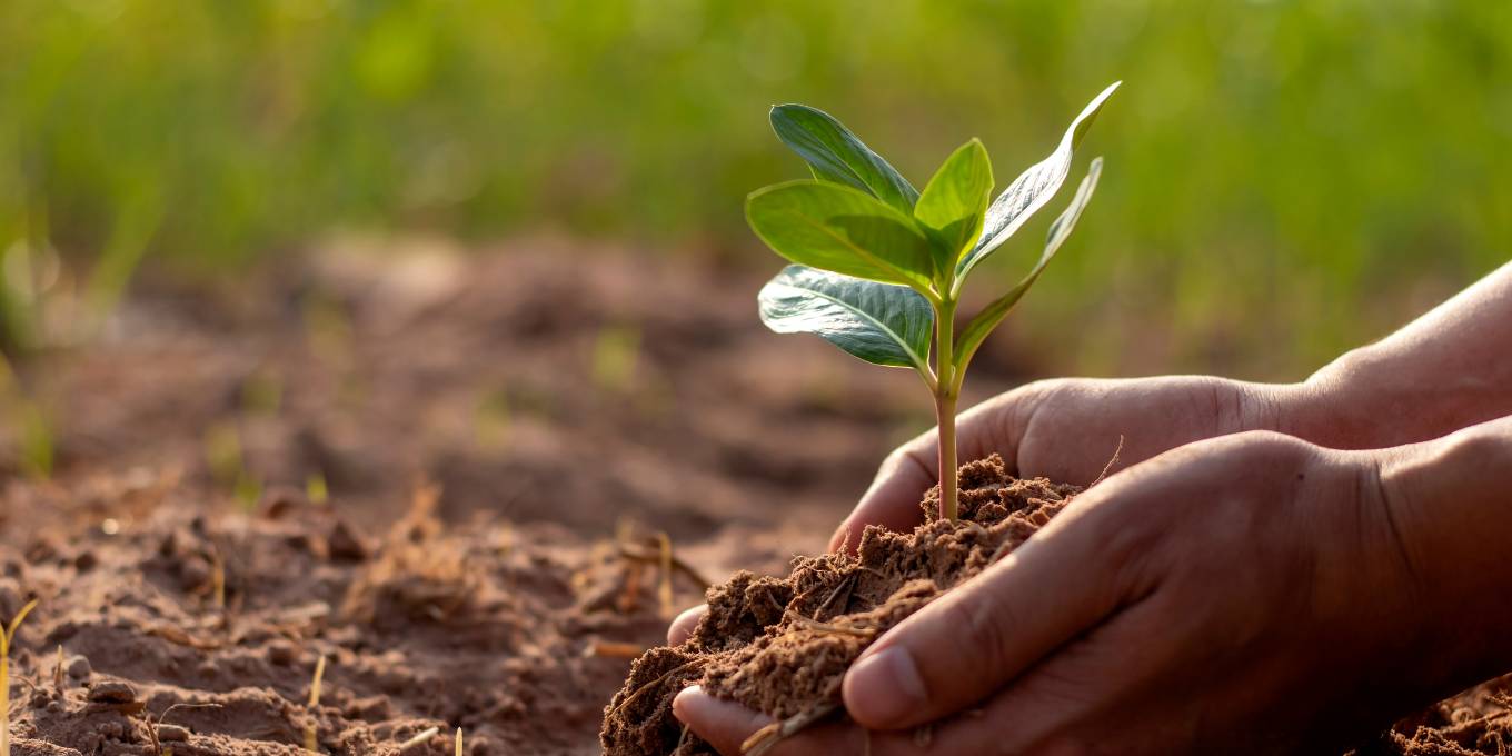 Does Soil affect our food quality? 