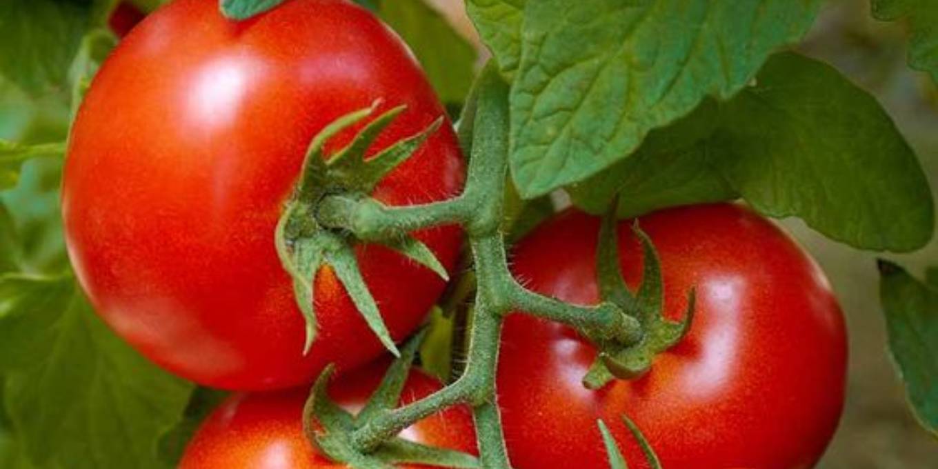 Tomatoes: Nature
