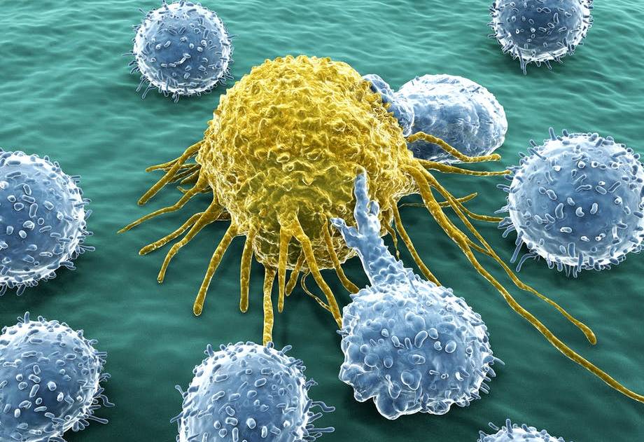 immune system