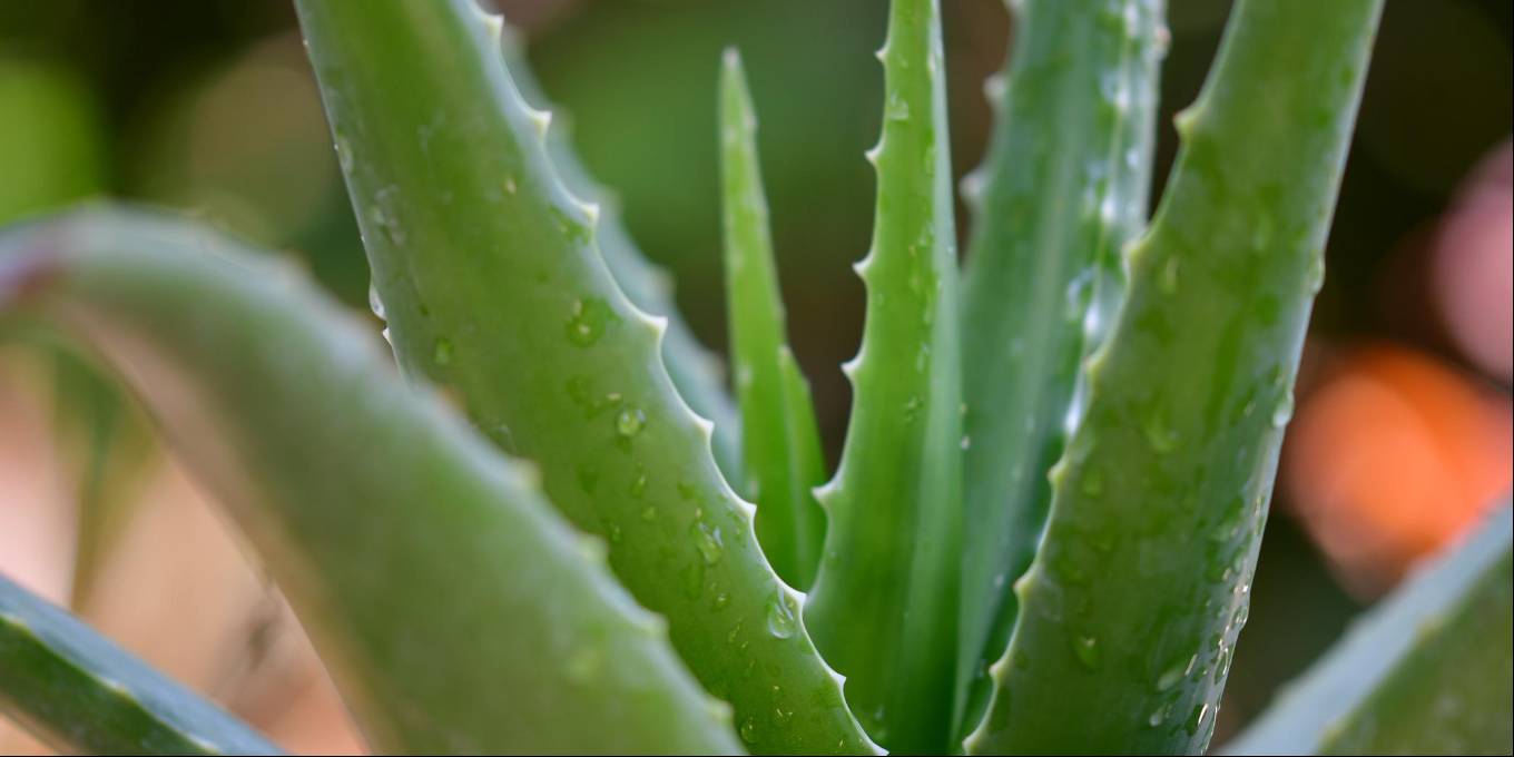 aloevera
