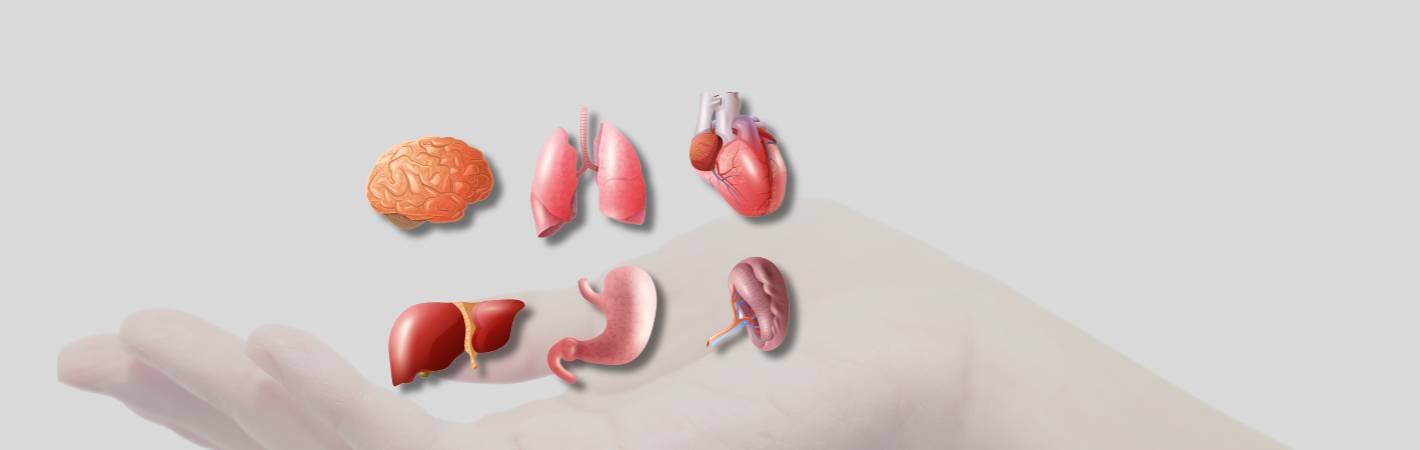Organ Support