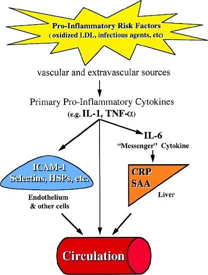 Inflammation Facts